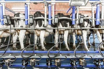 milking parlour